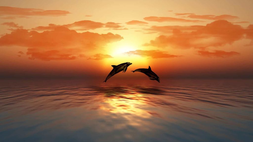 air-conditioning-repair-tampa-sunset-dolphins